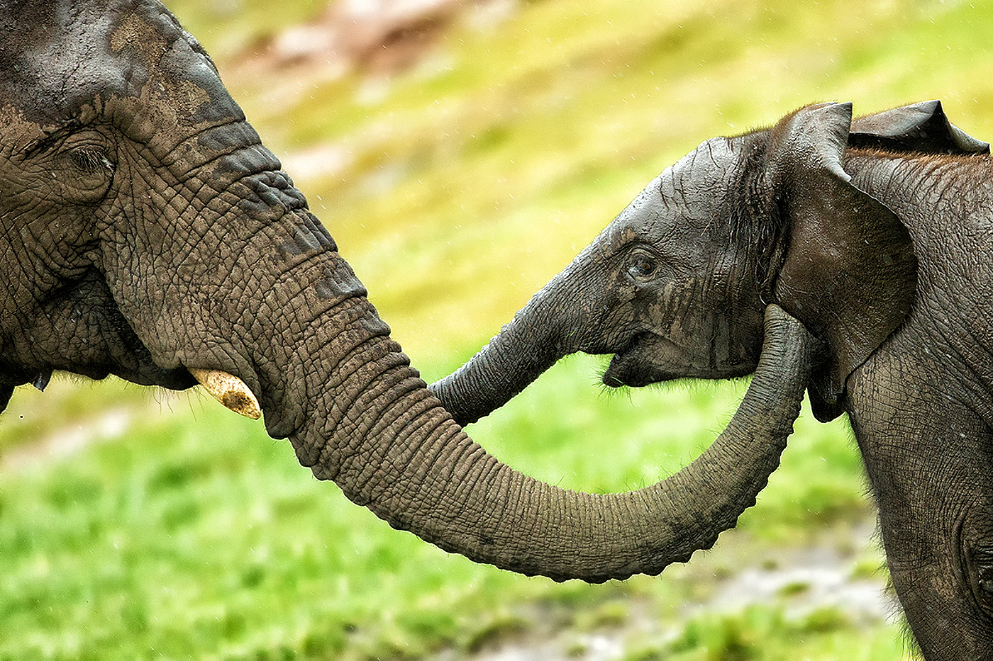 Elephant Care & Welfare